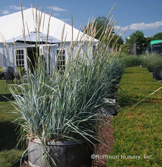 G0011 Grass, Leymus Arenarius 'blue Dune' - View 4 from www redcrocus com