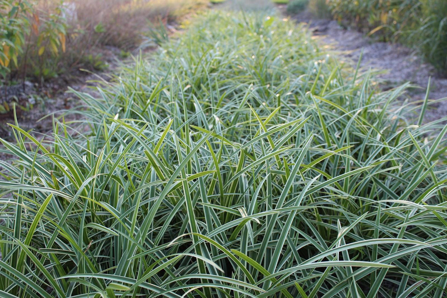 G0024 Grass Carex Morrowii Ice Dance - View 10 from www redcrocus com