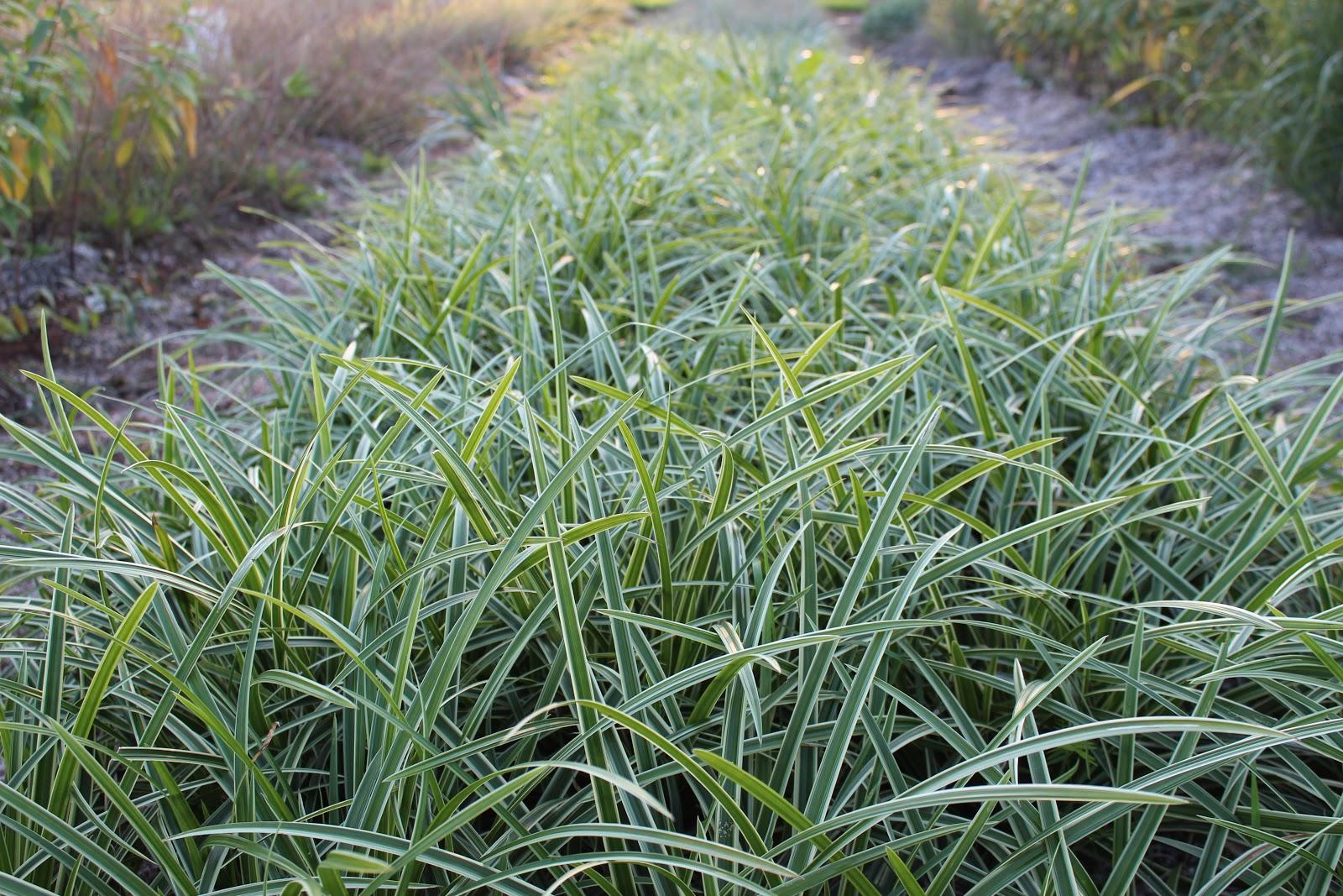G0024 Grass Carex Morrowii Ice Dance - View 10 from www redcrocus com