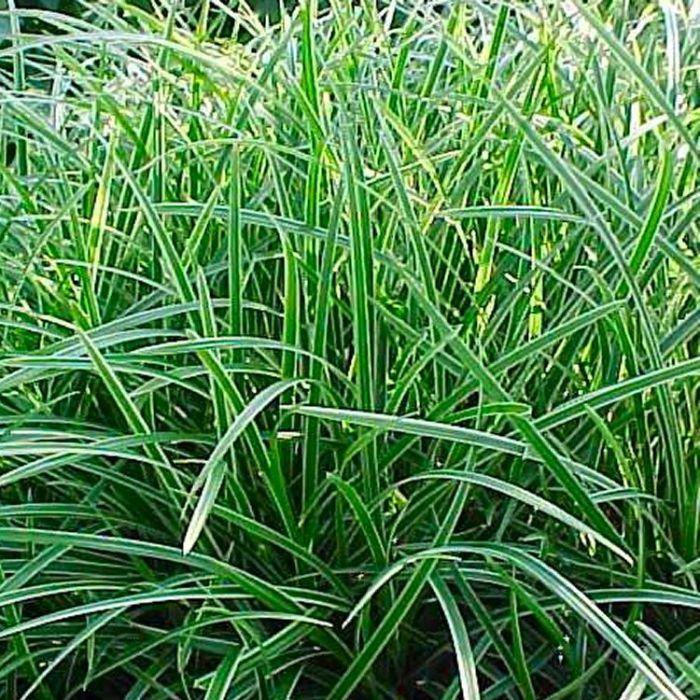 G0024 Grass Carex Morrowii Ice Dance - View 11 from www redcrocus com