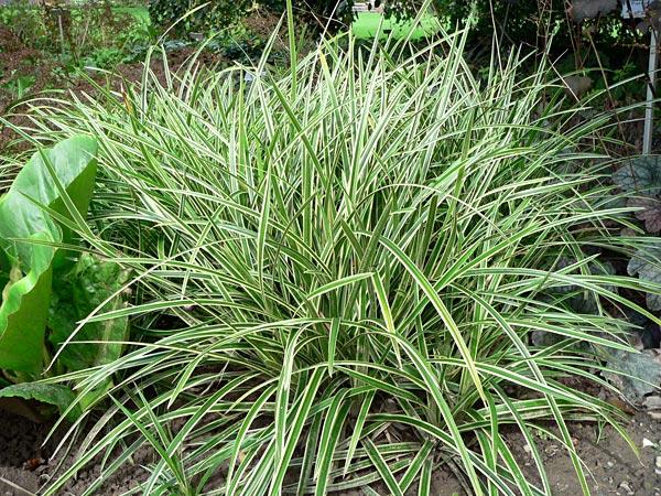 G0024 Grass Carex Morrowii Ice Dance - View 13 from www redcrocus com
