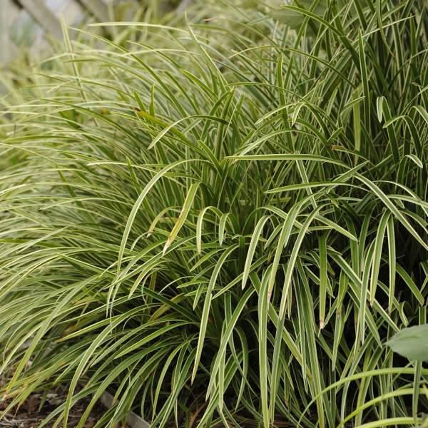 G0024 Grass Carex Morrowii Ice Dance - View 15 from www redcrocus com
