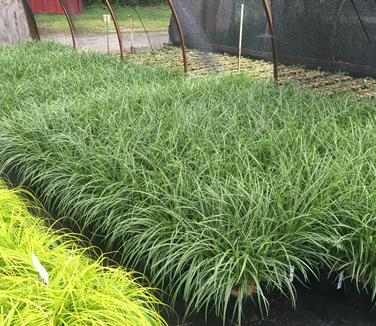 G0024 Grass Carex Morrowii Ice Dance - View 17 from www redcrocus com