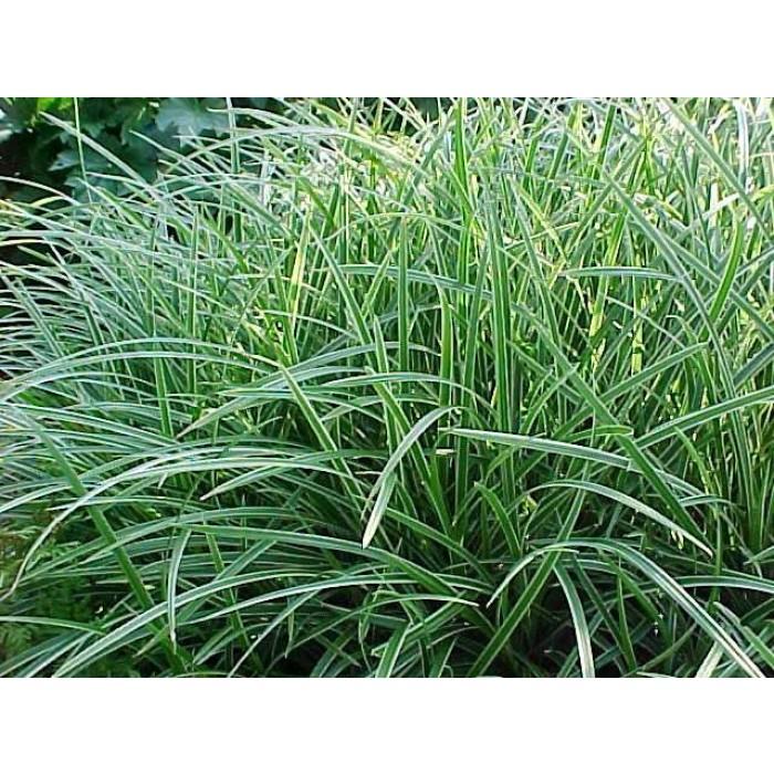 G0024 Grass Carex Morrowii Ice Dance - View 19 from www redcrocus com
