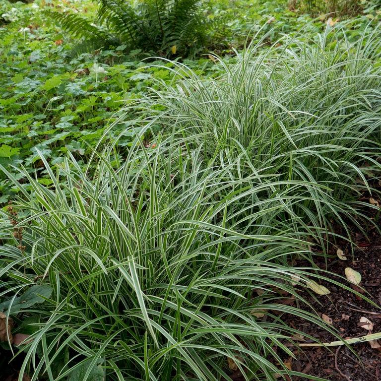 G0024 Grass Carex Morrowii Ice Dance - View 20 from www redcrocus com