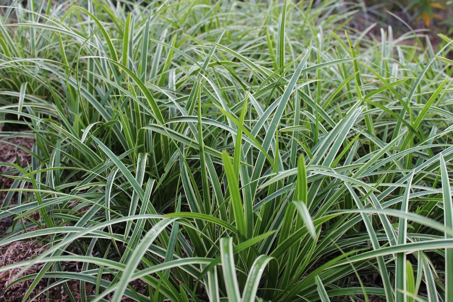 G0024 Grass Carex Morrowii Ice Dance - View 3 from www redcrocus com