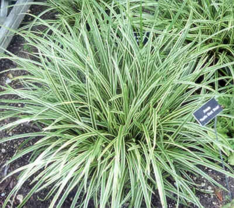 G0024 Grass Carex Morrowii Ice Dance - View 4 from www redcrocus com