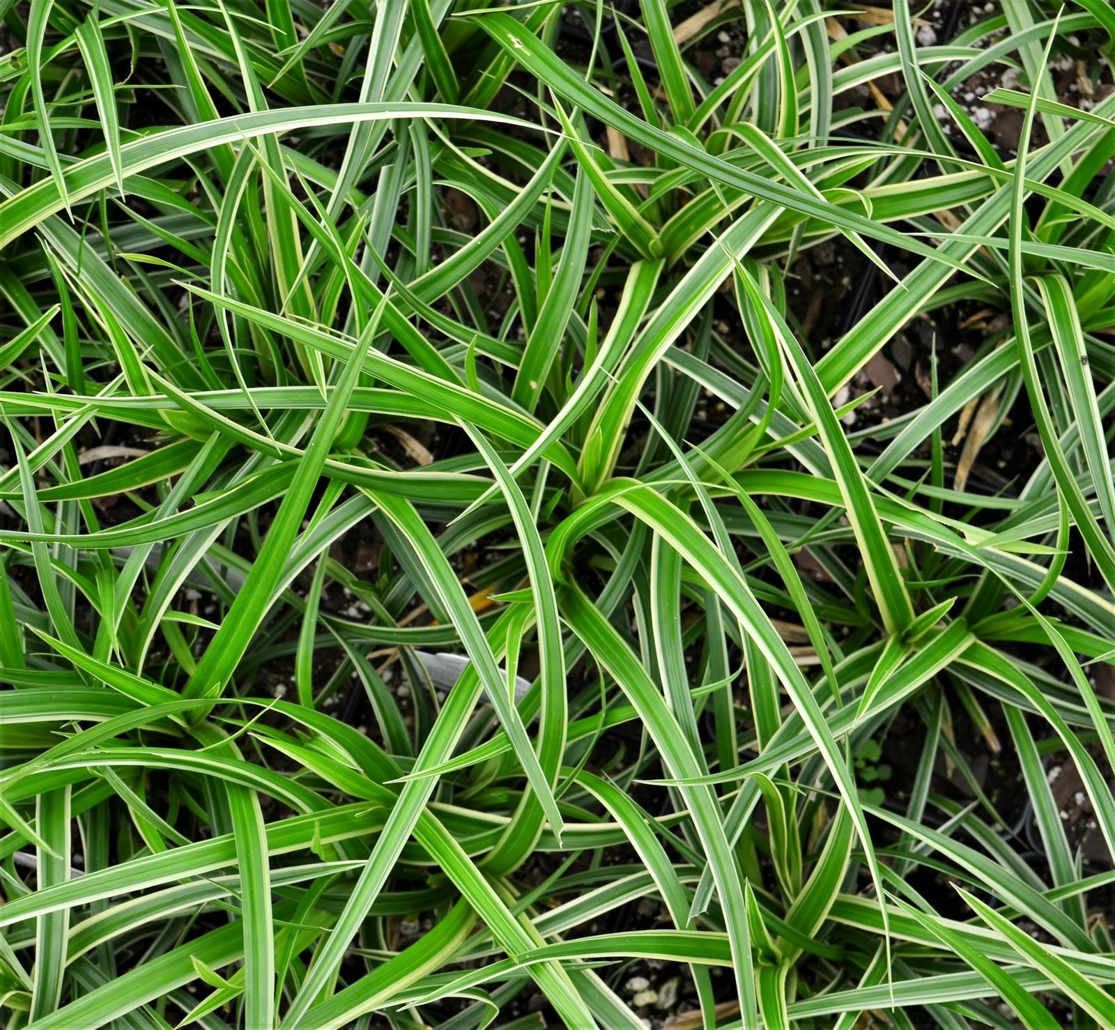 G0024 Grass Carex Morrowii Ice Dance - View 7 from www redcrocus com
