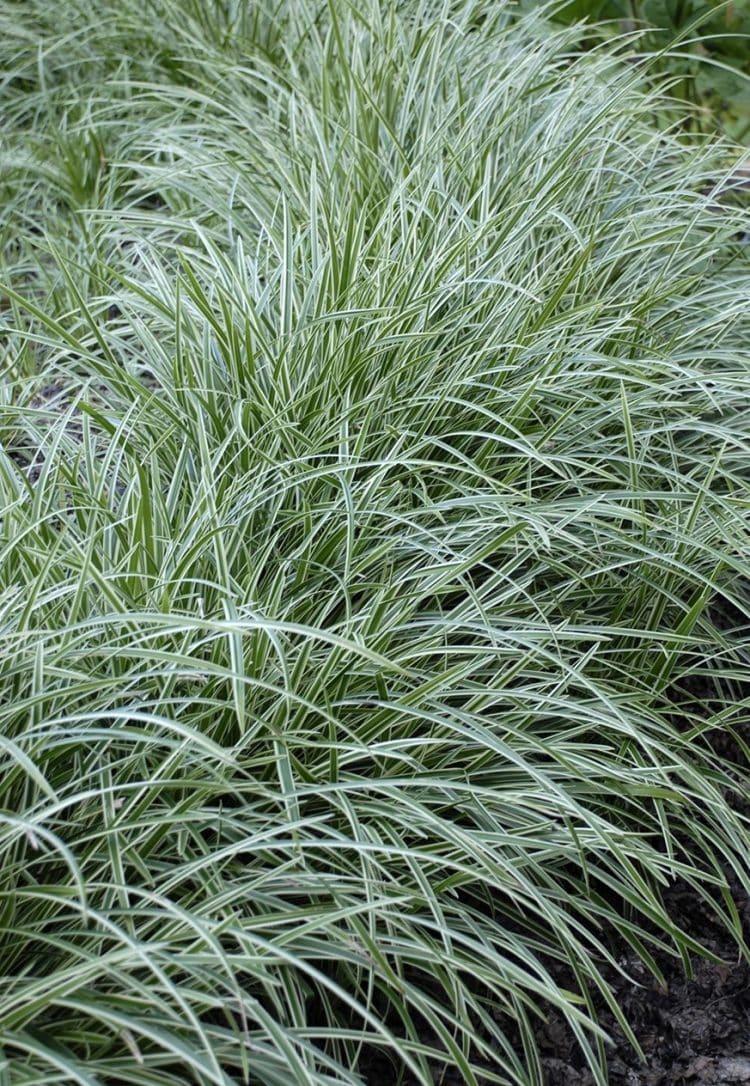 G0024 Grass Carex Morrowii Ice Dance - View 8 from www redcrocus com