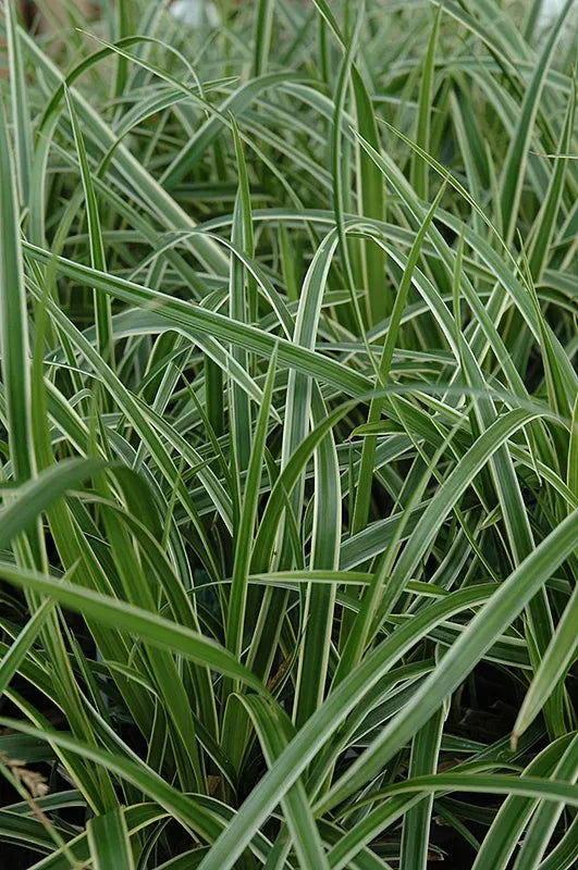 G0024 Grass Carex Morrowii Ice Dance - View 9 from www redcrocus com