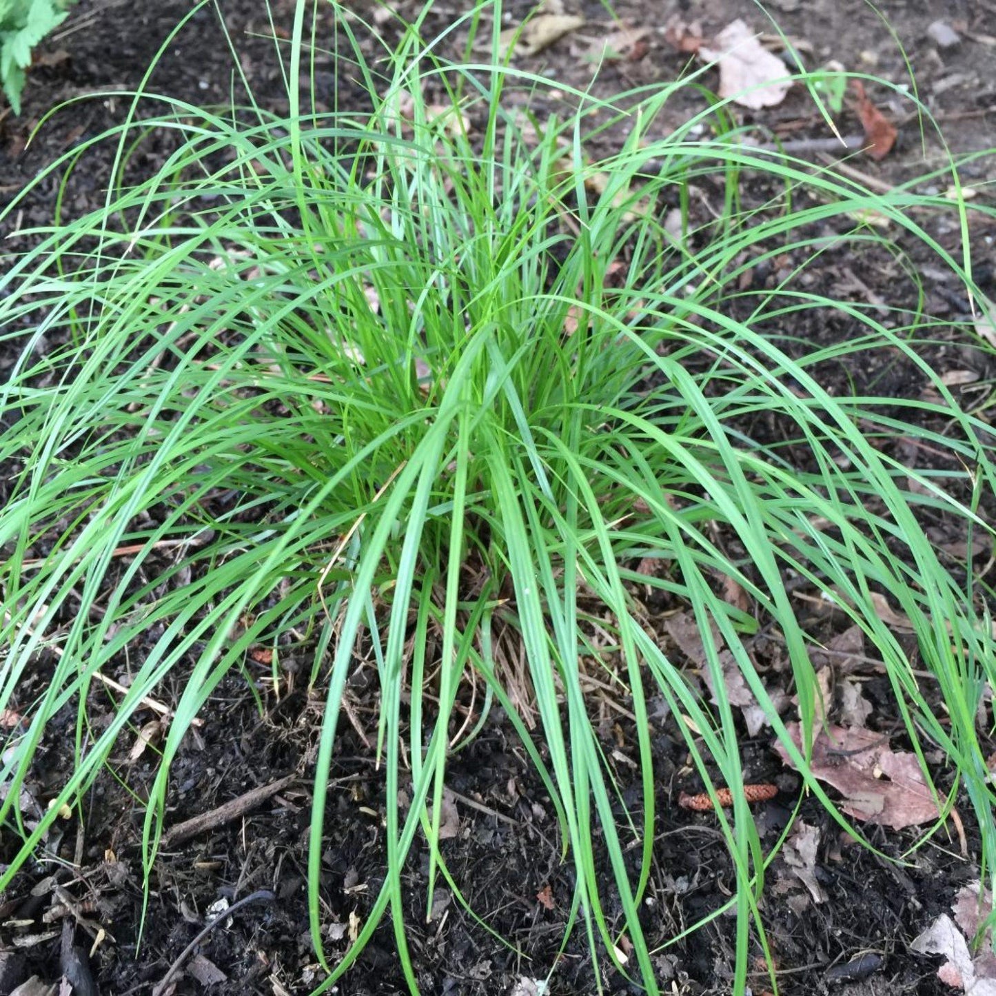 G0025 Grass, Carex Pensylvanica - View 5 from www redcrocus com