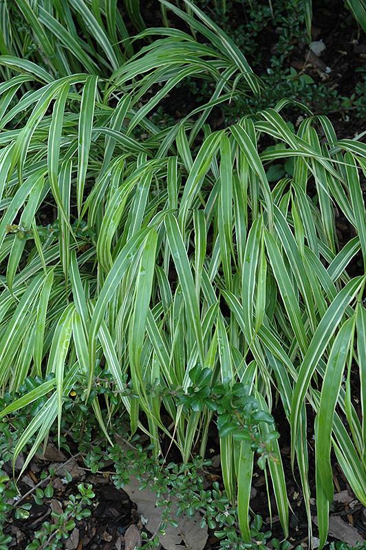 G0027 Grass Hakonechloa Macra Albo Striata - View 10 from www redcrocus com