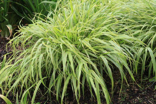 G0027 Grass Hakonechloa Macra Albo Striata - View 11 from www redcrocus com