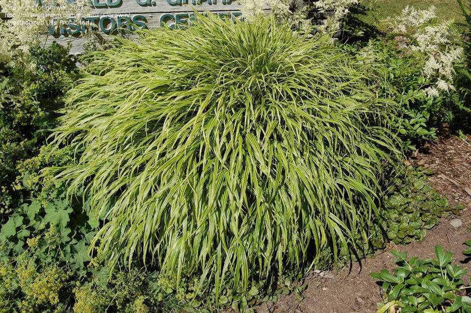G0027 Grass Hakonechloa Macra Albo Striata - View 12 from www redcrocus com