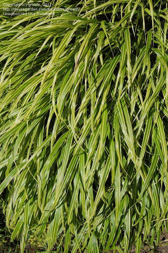 G0027 Grass Hakonechloa Macra Albo Striata - View 13 from www redcrocus com