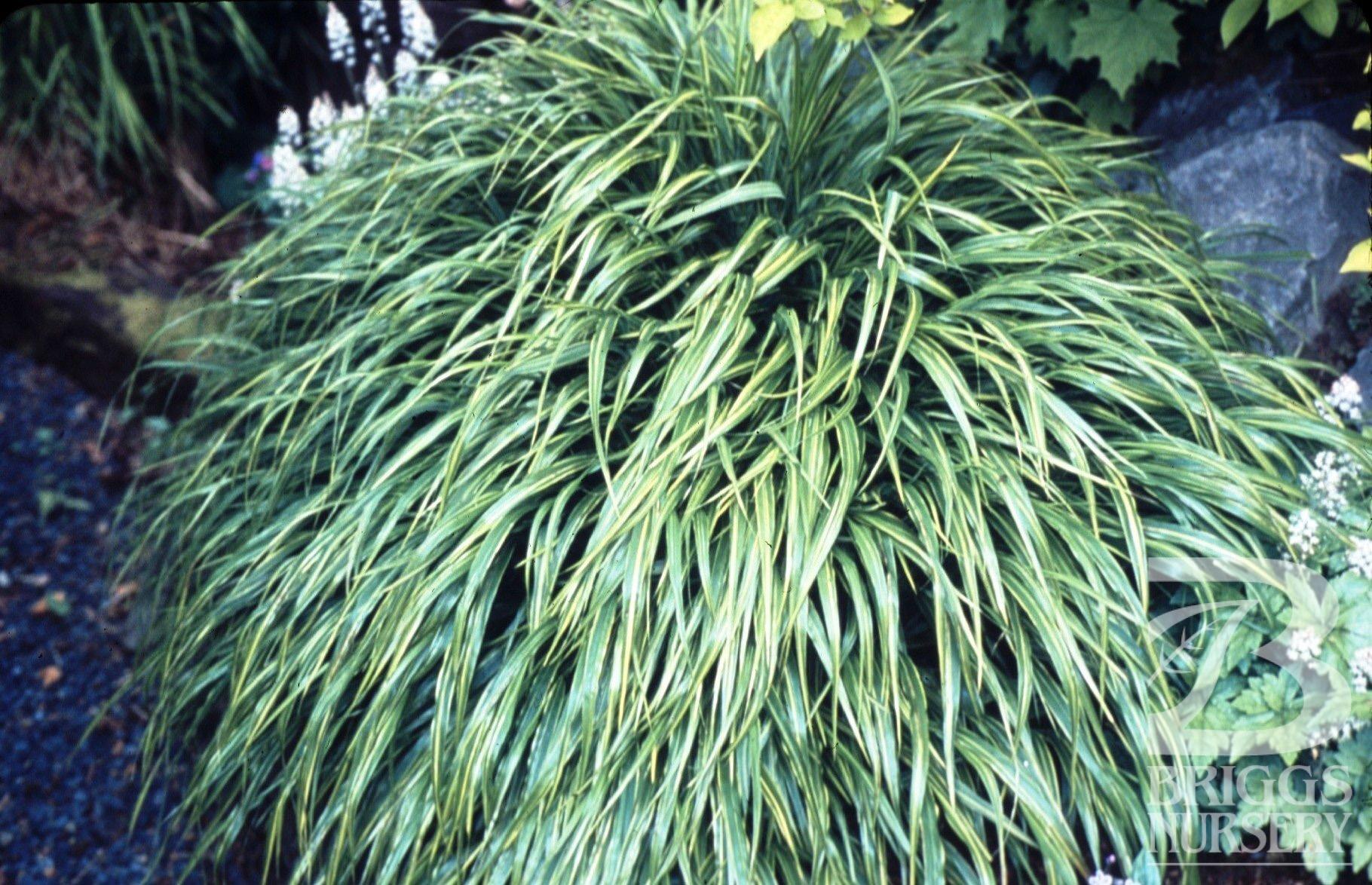 G0027 Grass Hakonechloa Macra Albo Striata - View 1 from www redcrocus com