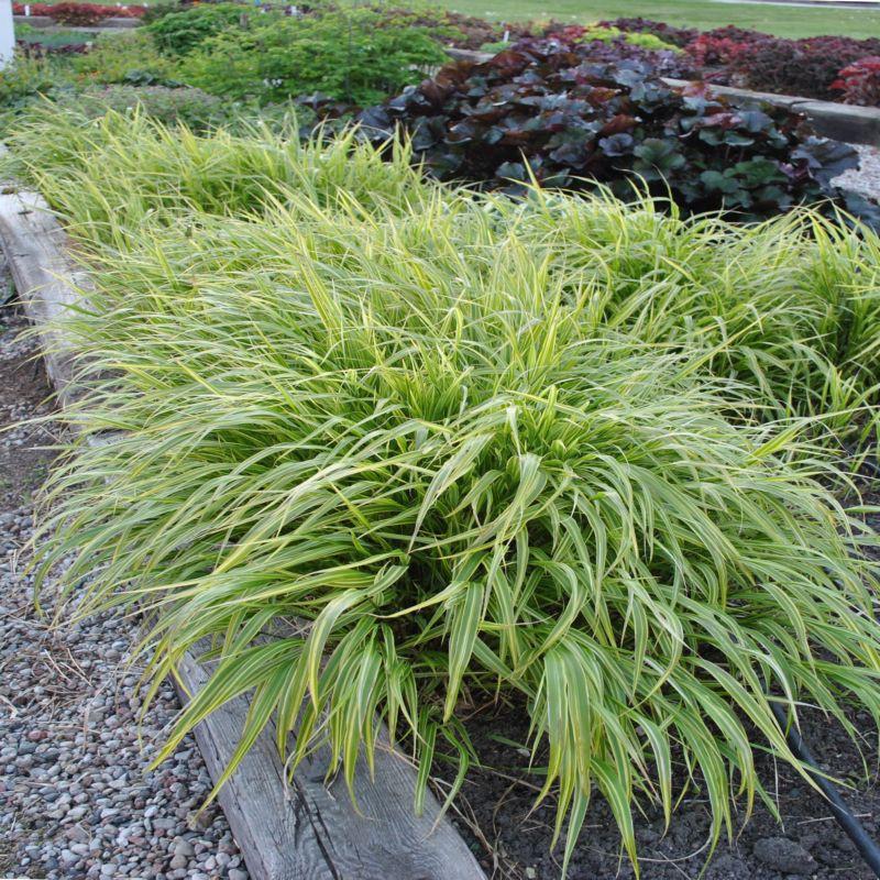 G0027 Grass Hakonechloa Macra Albo Striata - View 3 from www redcrocus com