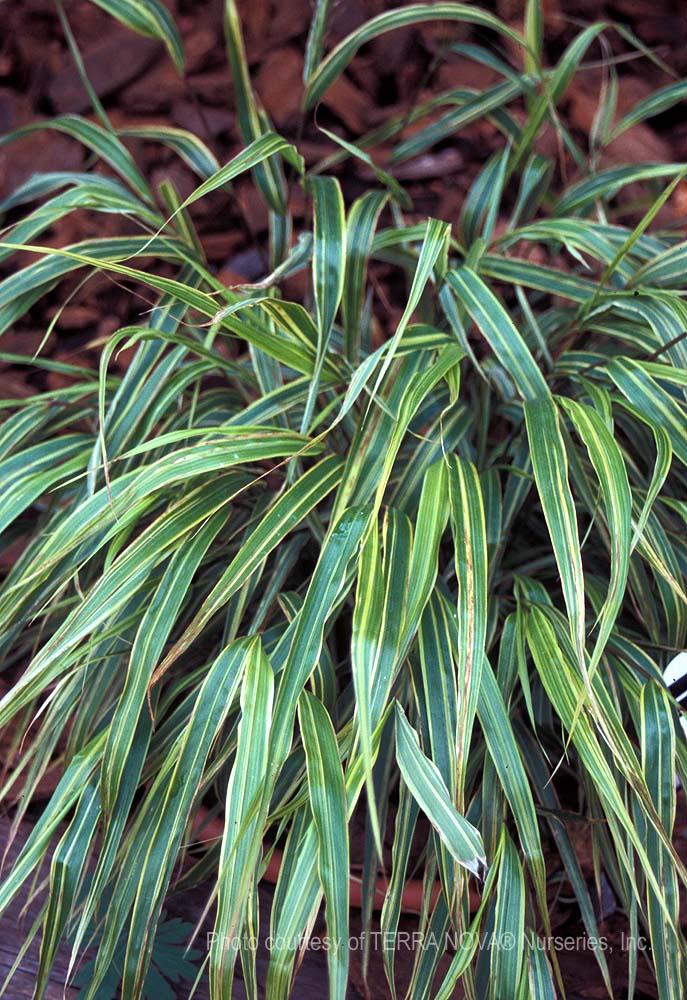 G0027 Grass Hakonechloa Macra Albo Striata - View 5 from www redcrocus com