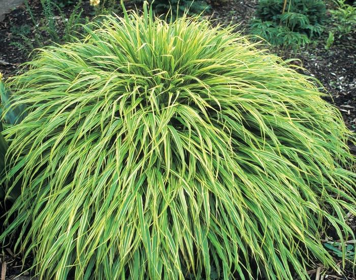 G0027 Grass Hakonechloa Macra Albo Striata - View 6 from www redcrocus com