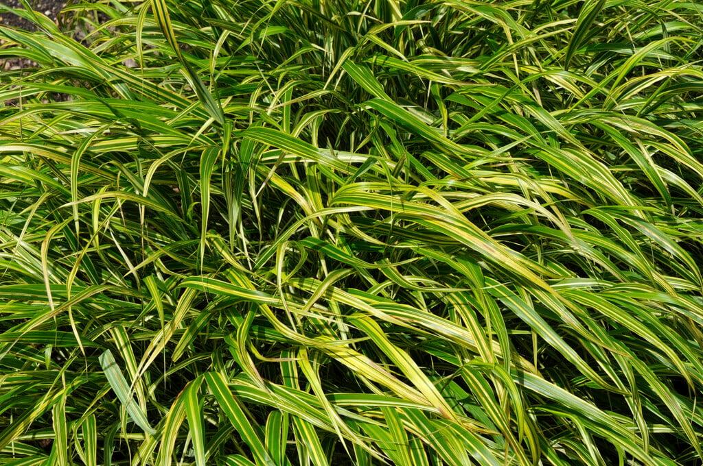 G0027 Grass Hakonechloa Macra Albo Striata - View 7 from www redcrocus com