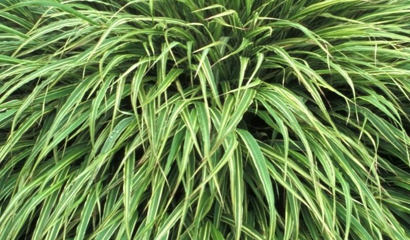 G0027 Grass Hakonechloa Macra Albo Striata - View 8 from www redcrocus com