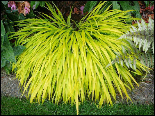 G0028 Grass Hakonechloa Macra All Gold - View 10 from www redcrocus com