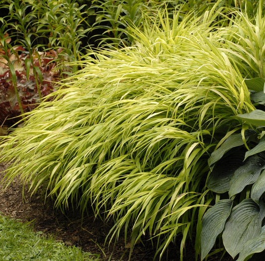 G0028 Grass Hakonechloa Macra All Gold - View 1 from www redcrocus com