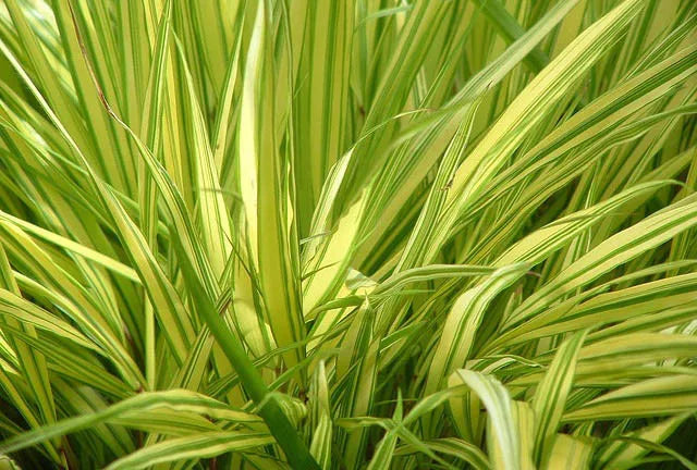 G0029 Grass Hakonechloa Macra Aureola - View 11 from www redcrocus com