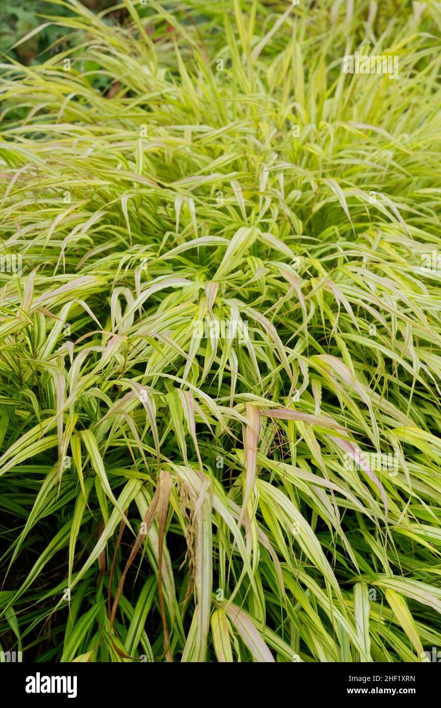 G0029 Grass Hakonechloa Macra Aureola - View 12 from www redcrocus com