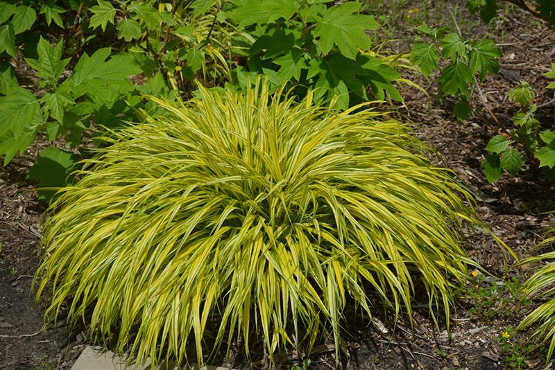 G0029 Grass Hakonechloa Macra Aureola - View 13 from www redcrocus com