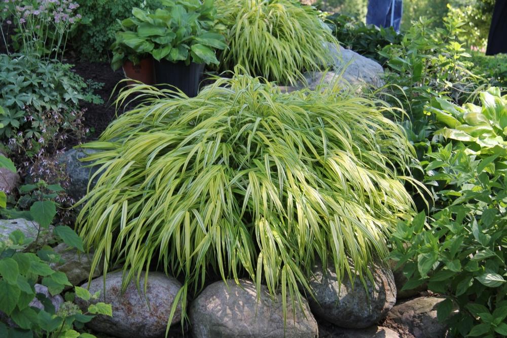 G0029 Grass Hakonechloa Macra Aureola - View 15 from www redcrocus com