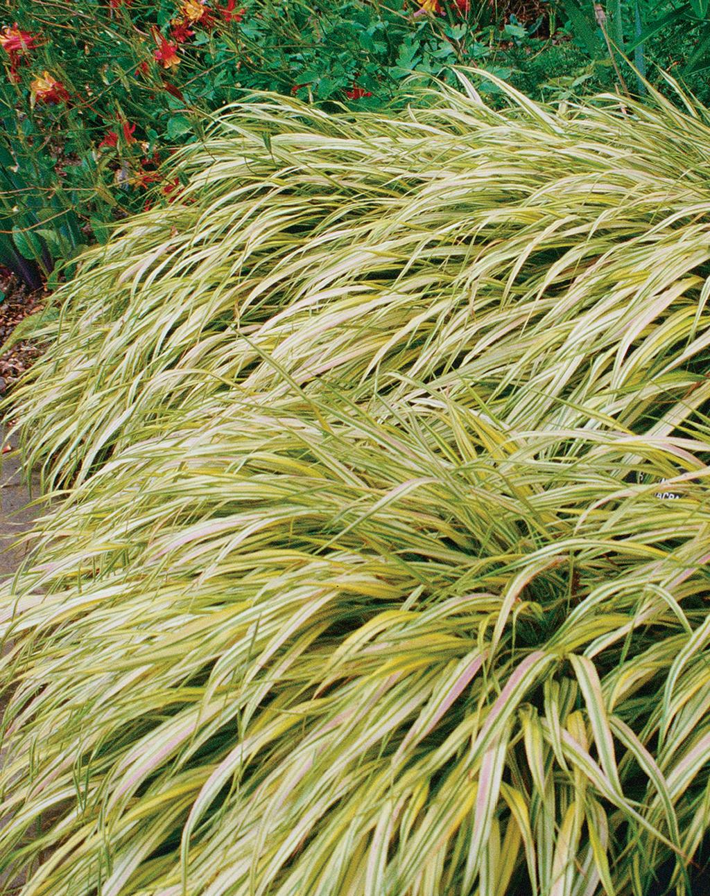G0029 Grass Hakonechloa Macra Aureola - View 16 from www redcrocus com