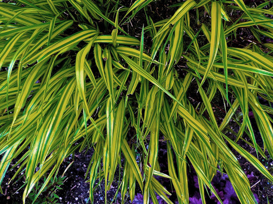 G0029 Grass Hakonechloa Macra Aureola - View 1 from www redcrocus com