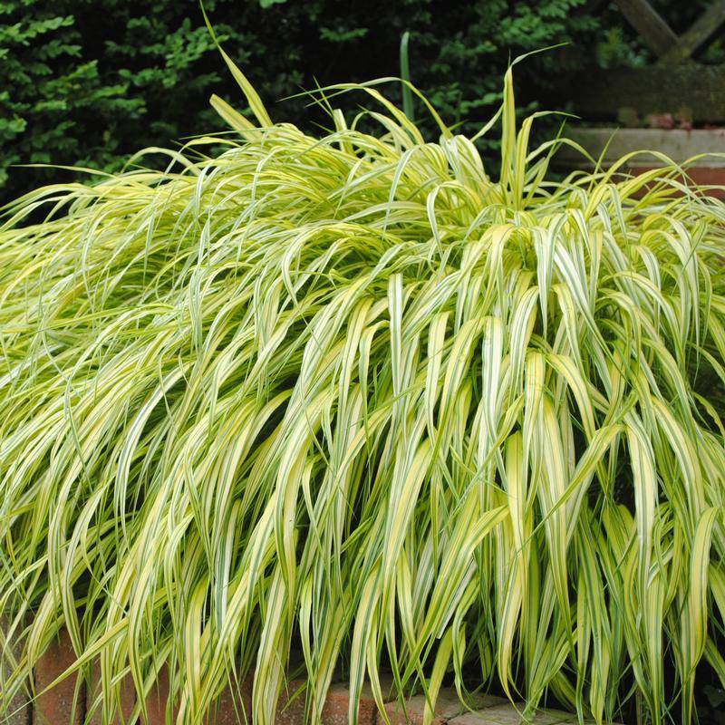 G0029 Grass Hakonechloa Macra Aureola - View 2 from www redcrocus com