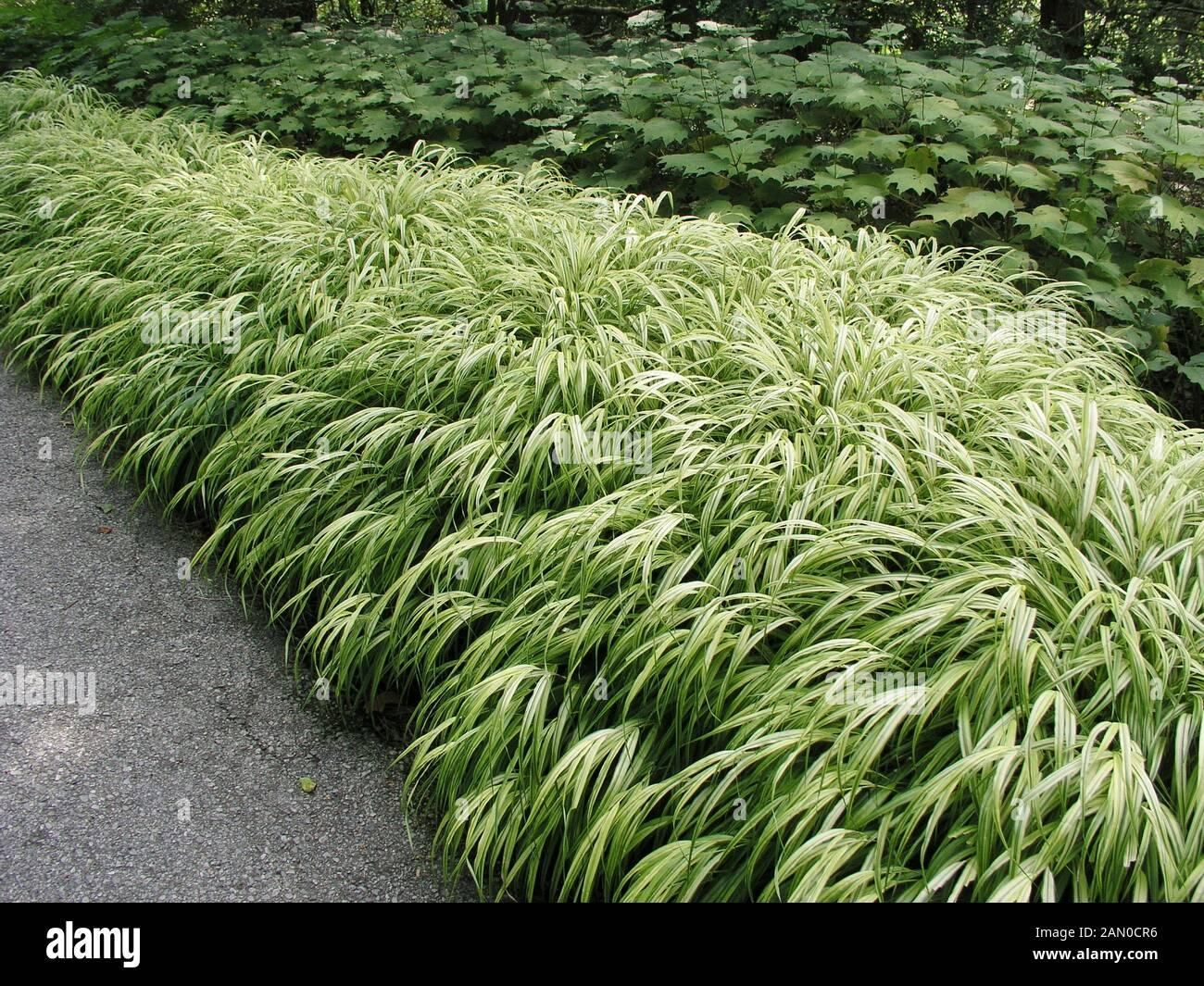 G0029 Grass Hakonechloa Macra Aureola - View 3 from www redcrocus com