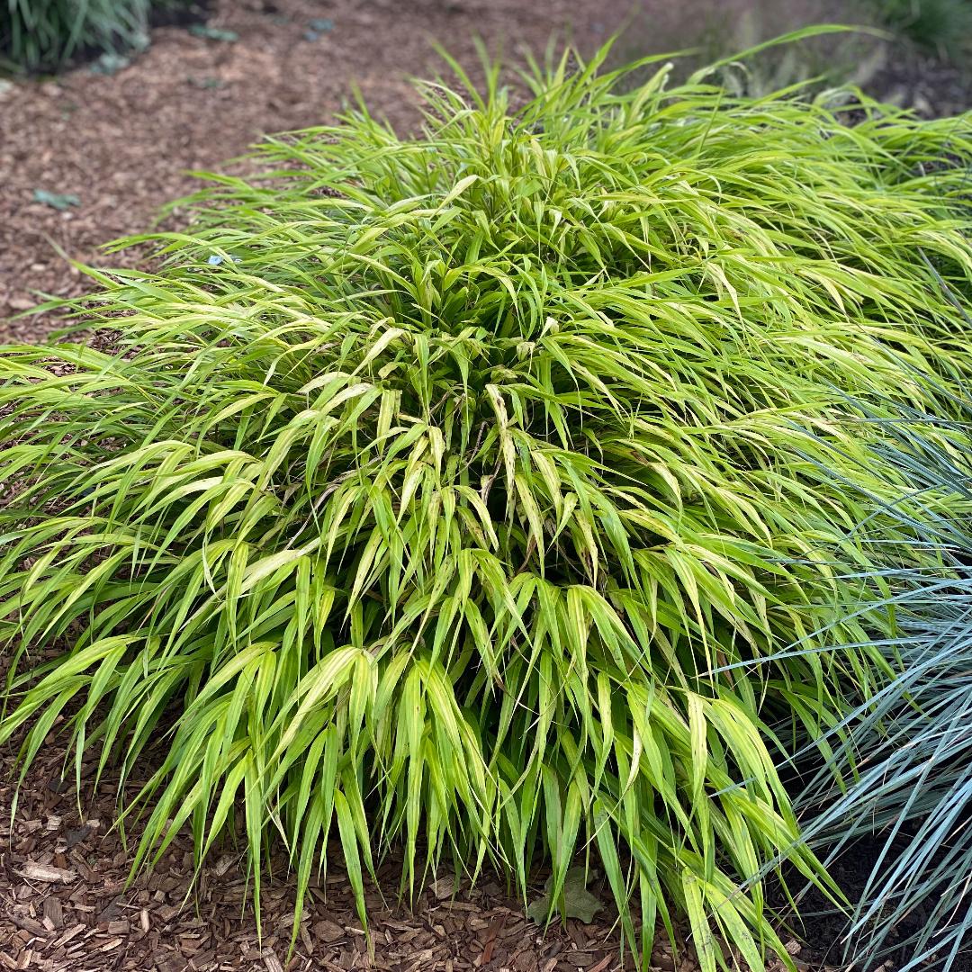 G0029 Grass Hakonechloa Macra Aureola - View 4 from www redcrocus com