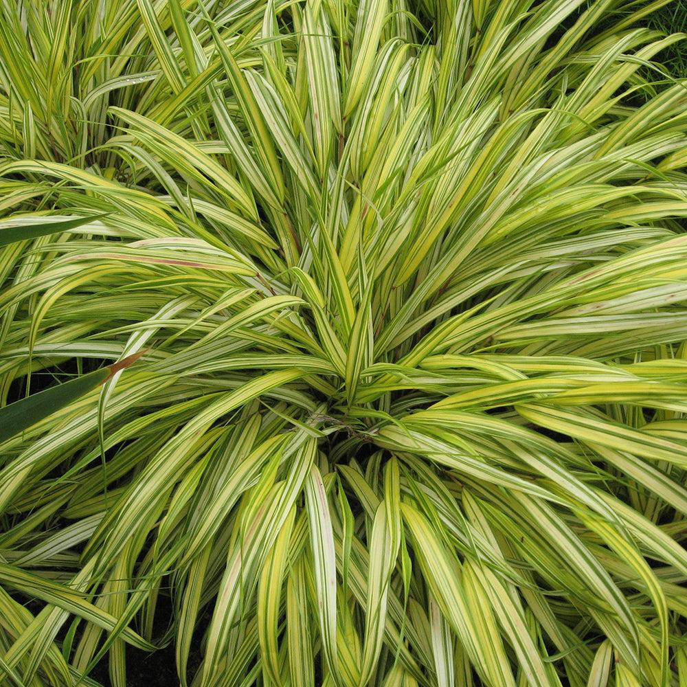G0029 Grass Hakonechloa Macra Aureola - View 5 from www redcrocus com
