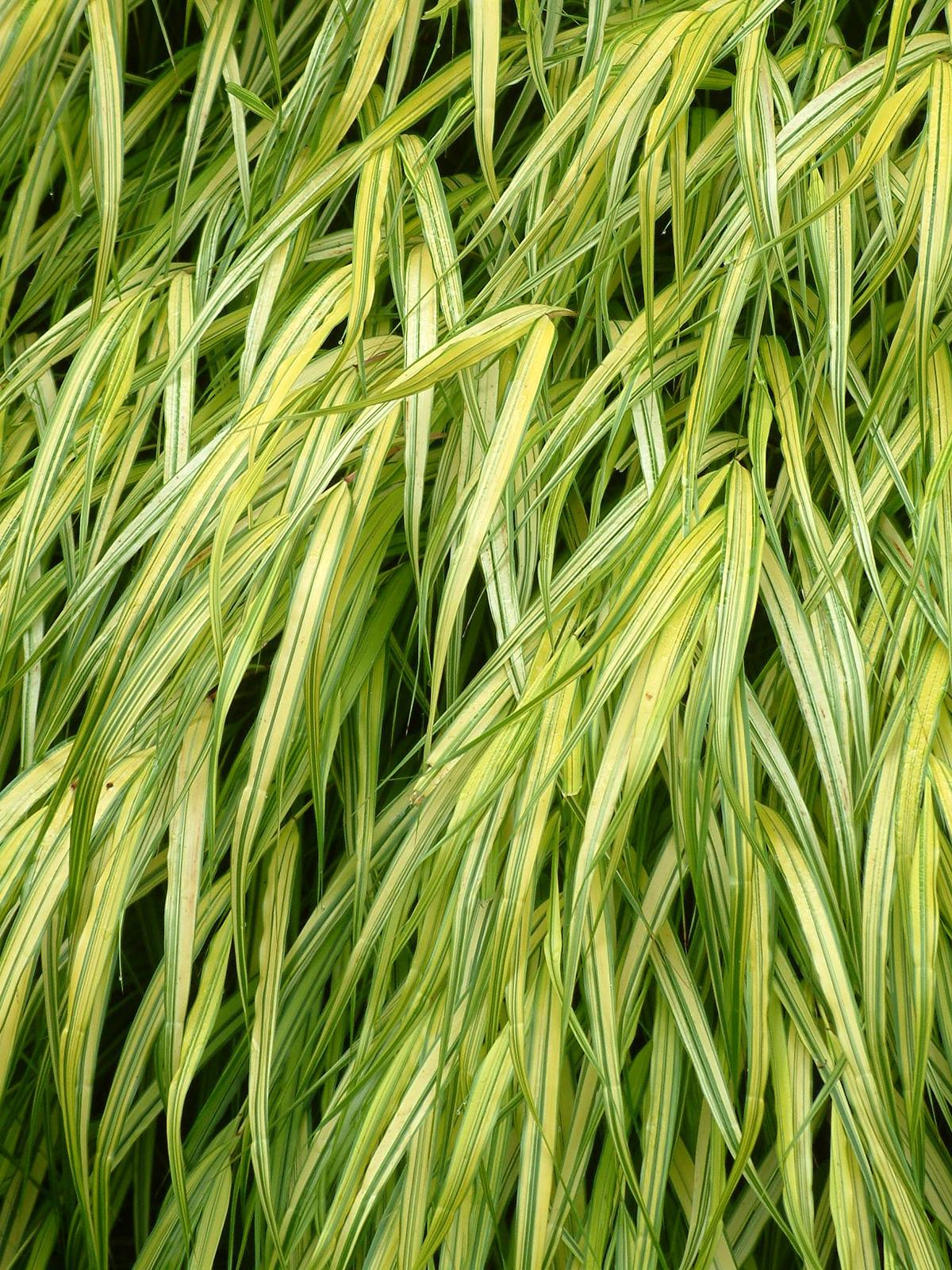 G0029 Grass Hakonechloa Macra Aureola - View 6 from www redcrocus com