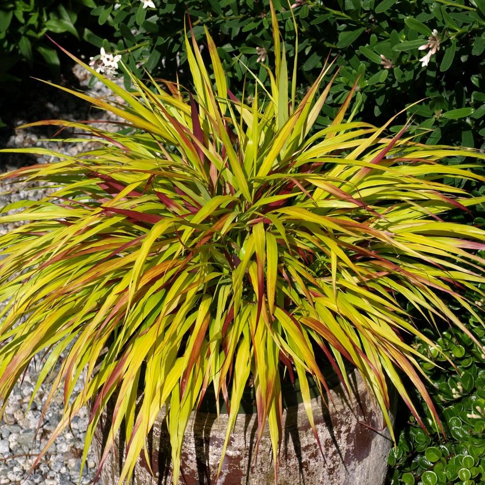 G0033 Grass Hakonechloa Macra - View 12 from www redcrocus com