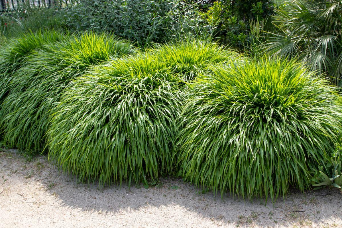 G0033 Grass Hakonechloa Macra - View 15 from www redcrocus com