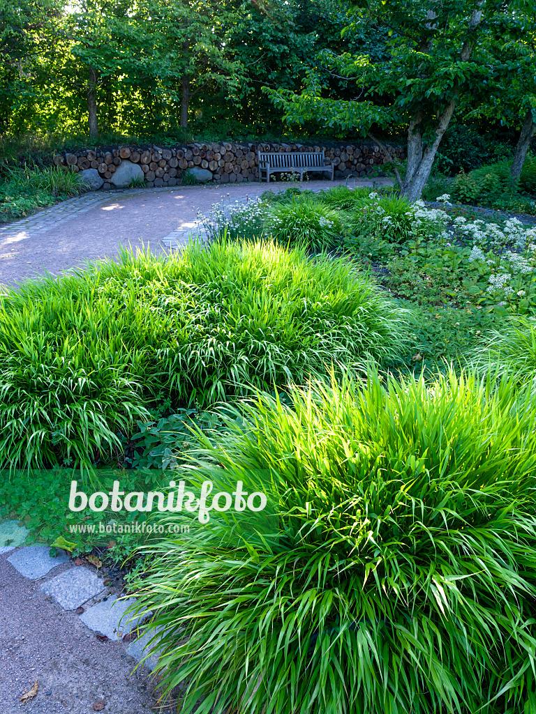G0033 Grass Hakonechloa Macra - View 18 from www redcrocus com