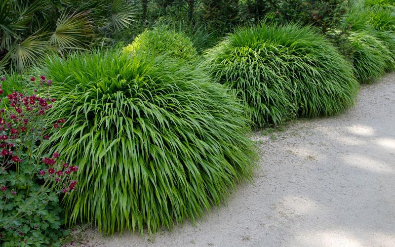 G0033 Grass Hakonechloa Macra - View 19 from www redcrocus com