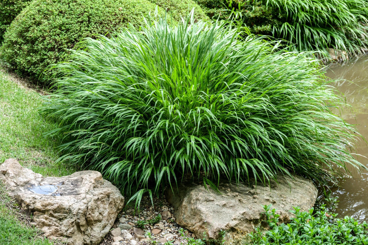 G0033 Grass Hakonechloa Macra - View 2 from www redcrocus com