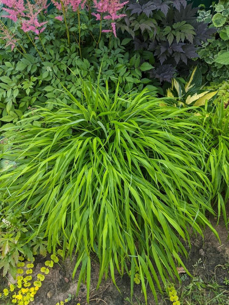 G0033 Grass Hakonechloa Macra - View 4 from www redcrocus com