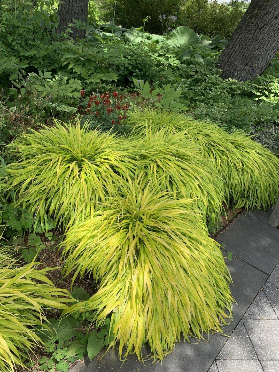 G0033 Grass Hakonechloa Macra - View 6 from www redcrocus com