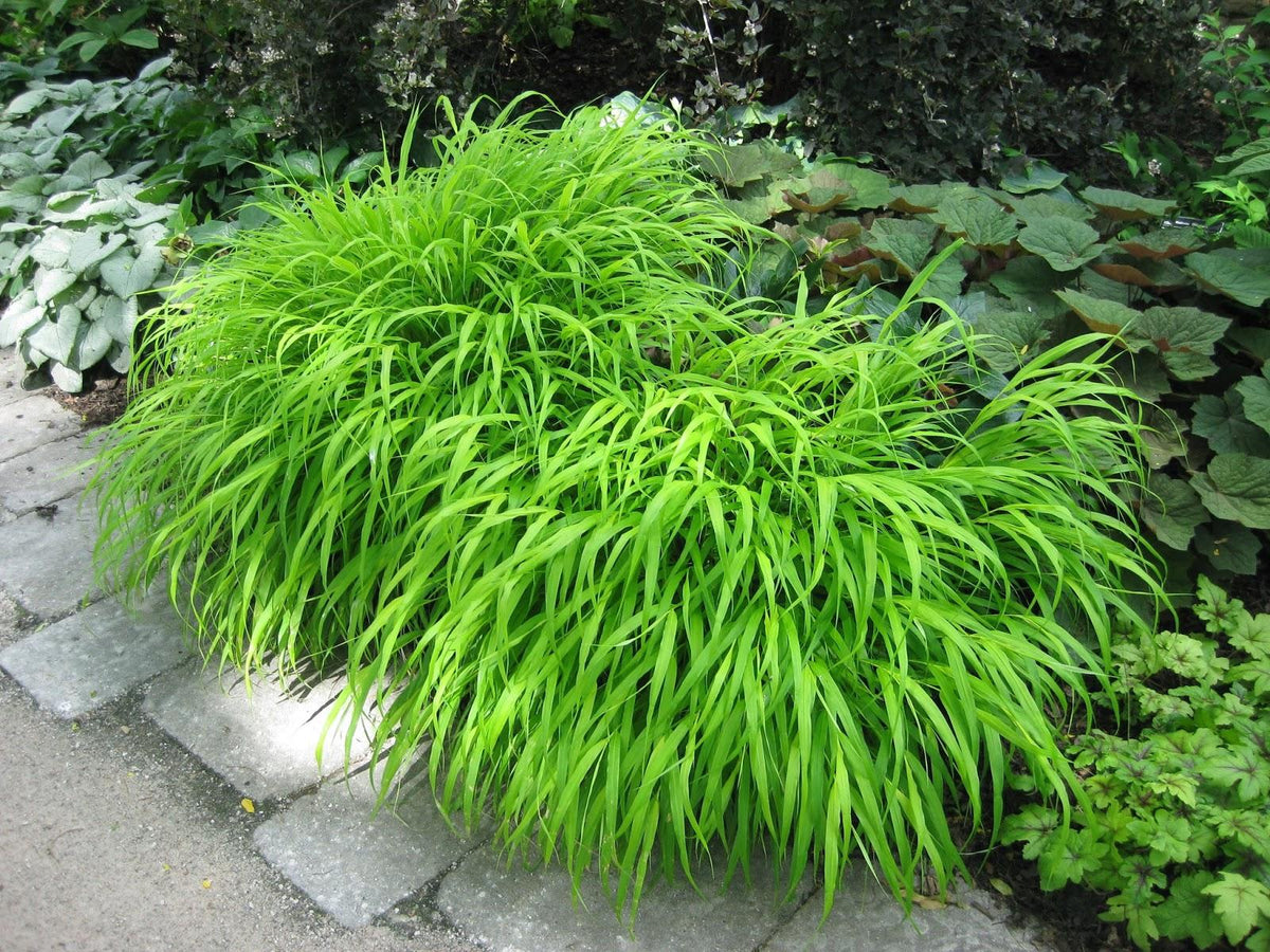 G0033 Grass Hakonechloa Macra - View 9 from www redcrocus com