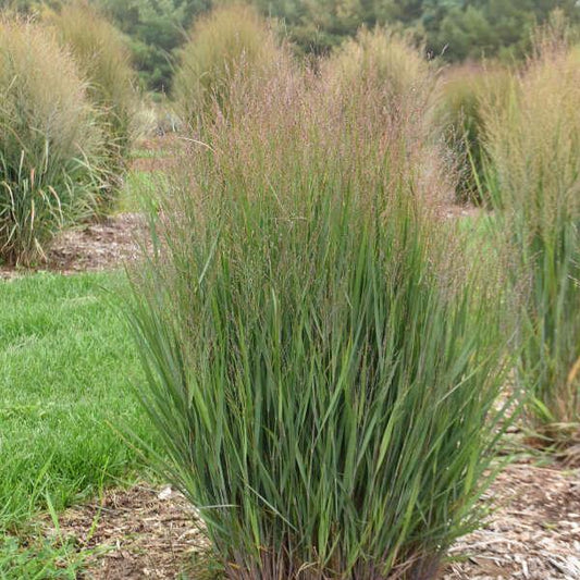 G0041 Grass, Panicum Virgatum - View 1 from www redcrocus com
