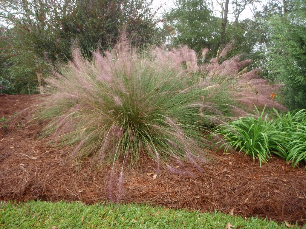 G0044 Grass Muhlenbergia Capillaris - View 10 from www redcrocus com