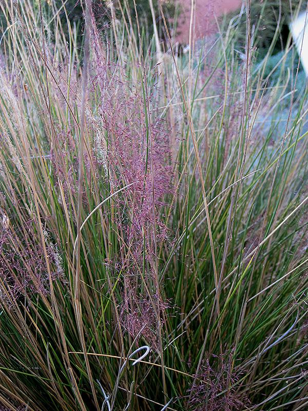 G0044 Grass Muhlenbergia Capillaris - View 15 from www redcrocus com