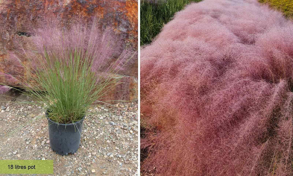 G0044 Grass Muhlenbergia Capillaris - View 8 from www redcrocus com